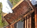 Beehive being harvested by inmates.jpg