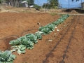 Organic farming project implemented by ACT NOW at the prisons.jpg